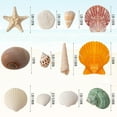 thumbnail image 3 of Sinkoo Sea Shells Mixed Beach Seashells 12 Kinds 0.5"-2.5", Scallops Starfish Sand Dollarand More, Various Sizes Natural Sea shells Beach Party DIY Fish Tank Vase Filler, 3 of 6