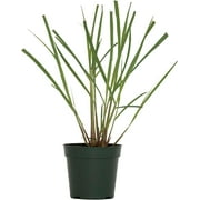 1 Citronella Grass, Live Plant (Cymbopogon Nardus) – Natural Mosquito Repellent, Thriving in 4” Premium Nursery Pots