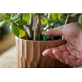 thumbnail image 2 of Bâtonnets d'engrais pour plantes d'intérieur Miracle-Gro - 24 bâtonnets, 2 of 6