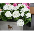 thumbnail image 2 of Morttic 2PCS 14'' Artificial Geraniums Silk Flowers Outdoor Garden Hanging Basket Porch Home Decor, 2 of 4