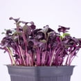 thumbnail image 5 of Purple Radish Microgreens Seeds - 1 Lb ~42,800 Seeds - Premium, Non-GMO - For Growing Micro Greens - Raphanus sativus, 5 of 6