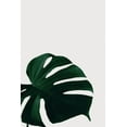 thumbnail image 2 of Artographie Studio 23x32 White Modern Wood Framed Museum Art Print Titled - Monstera Natural 08, 2 of 4