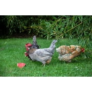 New Country Organics | Chicken Feed 50lb | Corn-Free Classic Layer Chicken Feed for Laying Hens | Corn-Free and Soy-Free | 17% Protein | Certified Organic and Non-GMO Chicken Food | 50lbs Bag
