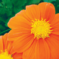 thumbnail image 4 of Ferry-Morse 480MG Tithonia Mexican Sunflower Annual Flower Seeds, Full Sun, 4 of 11