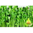 thumbnail image 6 of Todd's Seeds Black Oil Sunflower Sprouting Seeds, One Pound, Shell On, Microgreen Sprouts, Non-GMO, Chemical Free, Hand Packed, USA grown for sprouting, 6 of 6