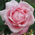 Heirloom Roses - Tiffany Hybrid Tea Rose Bush - Pink Rose Bushes ...