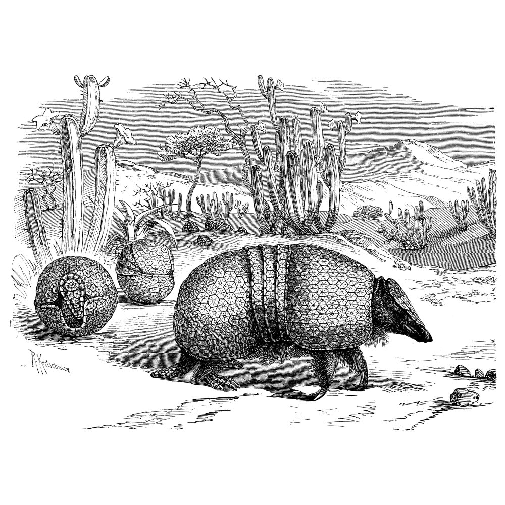 Броненосец животное