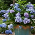 thumbnail image 6 of Endless Summer The Original Reblooming Hydrangea Live Shrub in 2-Gallon Grower Pot, 6 of 12