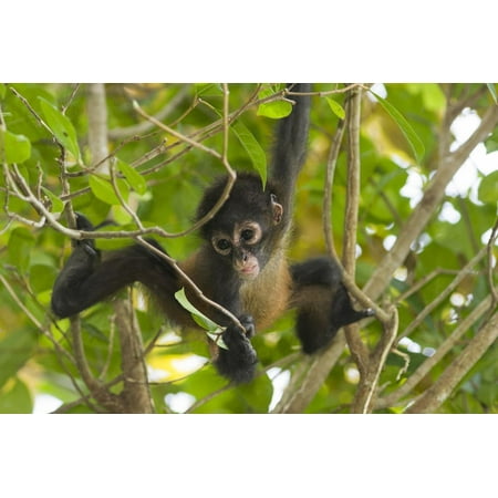 A Young Female Geoffroyõs Spider Monkey in Corcovado National Park, Costa Rica Print Wall Art By Neil Losin