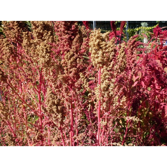 50 Organic RED AZTEC SPINACH Huauzontle Chenopodium Berlandieri Greens Vegetable Seeds