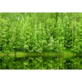thumbnail image 2 of wall26 - Boreal Forest Reflected in River Natural Background - Removable Wall Mural | Self-Adhesive Large Wallpaper - 100x144 inches, 2 of 6