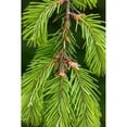 thumbnail image 3 of Mahan, Kathy 11x14 Black Modern Framed Museum Art Print Titled - Douglas Fir Growth II, 3 of 5