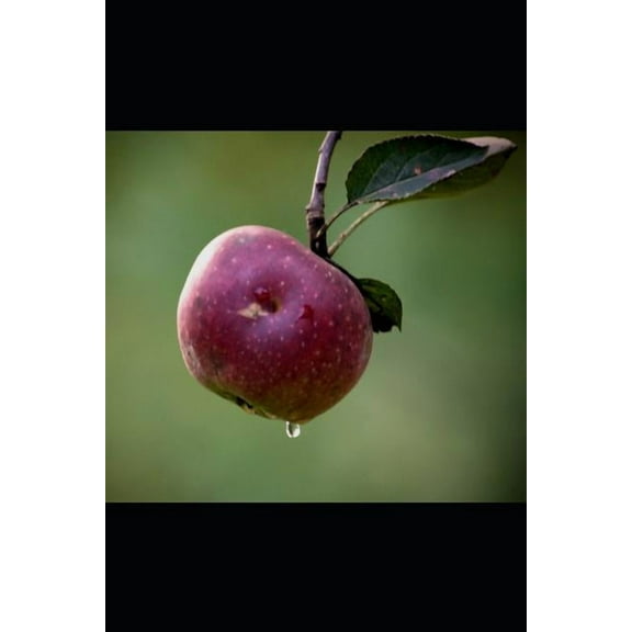 Adelgazar Sin Riesgos (Paperback)