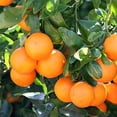 thumbnail image 7 of ⭐ Gardenera Labs's Professional Grade Soil Mix for Tangerine Trees 🍊: The Secret to Thriving Indoor Citrus Trees 🍃 - 3 QUART, 7 of 7