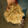 thumbnail image 2 of FarmStraw Fine - Premium Wheat Straw Animal Bedding, 3 Cu ft, 2 of 7