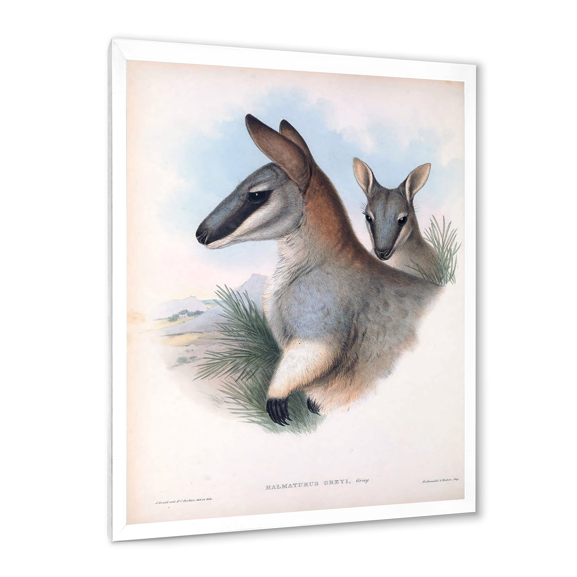 Designart 'Ancient Kangaroo' Farmhouse Framed Art Print