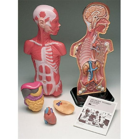 Hubbard Scientific 2000 Torso Model Billy