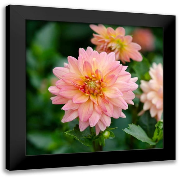 DeNardo, Laura 12x12 Black Modern Framed Museum Art Print Titled - Cropped Garden Flowers III