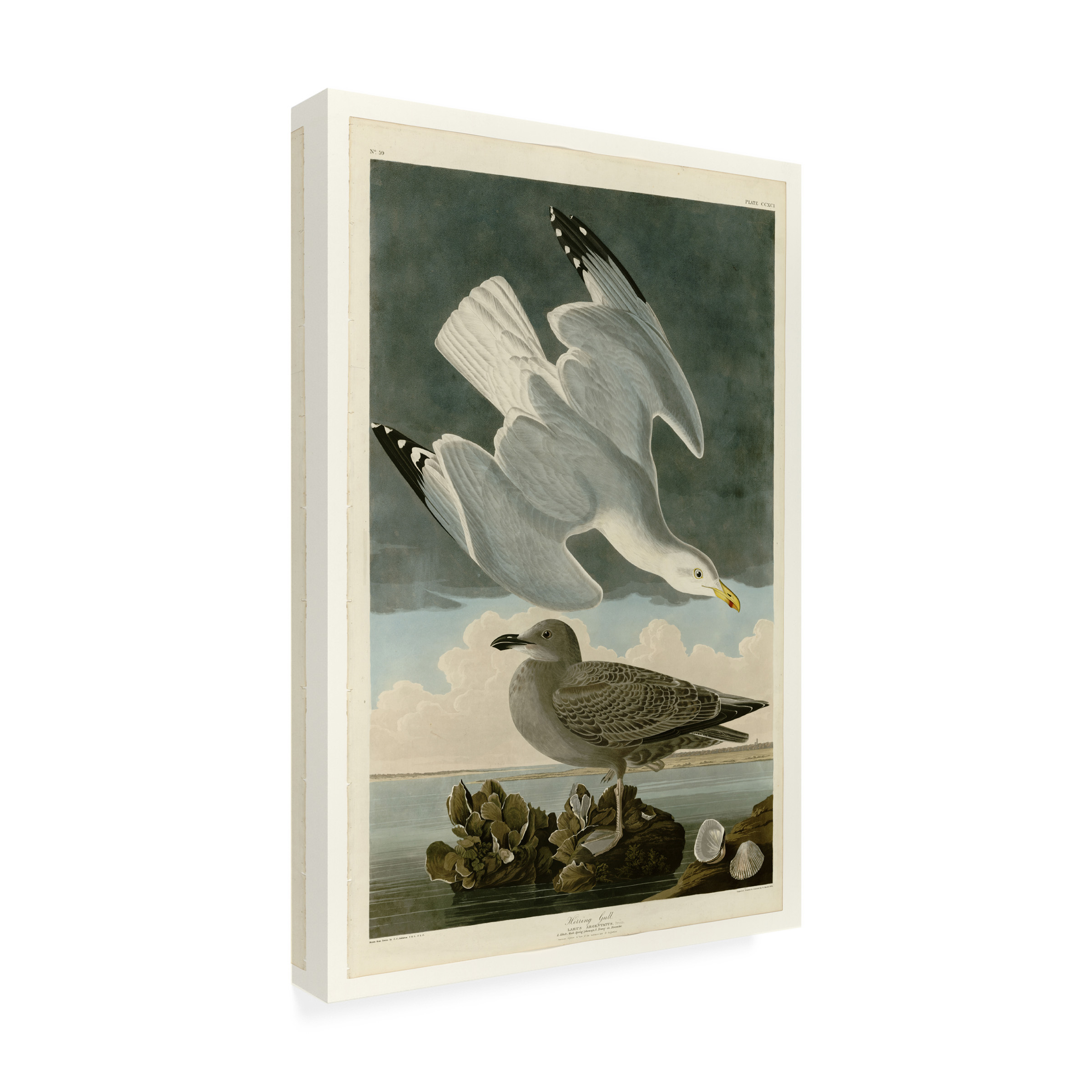 Audubon 'Herring Gullplate 291' Canvas Art