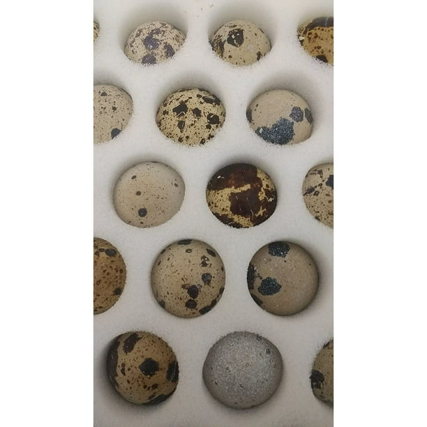 30 Fertile Cortunix Quail Hatching Eggs