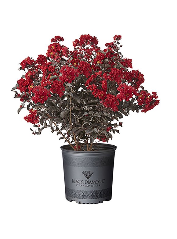 Crape Myrtle Trees in Garden Bushes - Walmart.com