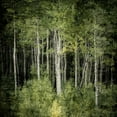 thumbnail image 2 of Allen, Kimberly 12x12 Gold Ornate Wood Framed with Double Matting Museum Art Print Titled - Forest Green Birches, 2 of 4