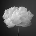 thumbnail image 3 of Frank, Assaf 20x20 Black Modern Framed Museum Art Print Titled - Peony flower, 3 of 5