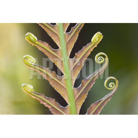 Fiddlehead Fern Frond Close-Up of a Giant Fern on a Sunny Morning in Brazil Frond, Fiddlehead Print Wall Art By ArtmannWitte ()