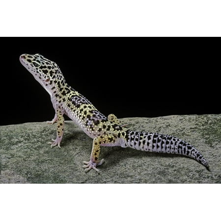 Eublepharis Macularius (Leopard Gecko) Print Wall Art By Paul