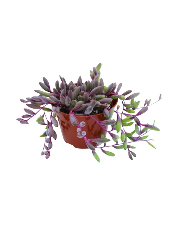 Indoor Plants in Live Plants