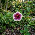 thumbnail image 4 of Red-Purple-White Hibiscus Live Plant 5 to 7 Inch, Vibrant Flowering Plant, Outdoor Hibiscus for Patio Garden Planting, 4 of 5