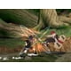 thumbnail image 2 of NARUTO: CLASH OF NINJA REVOLUTION WII Bandai Namco wii/wiiu, 2 of 2