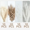 thumbnail image 5 of Pampas Grass Decor dreid Flowers Fluffy pompas Grass vase Filler White Pampas Wedding Boho deocr, 5 of 6
