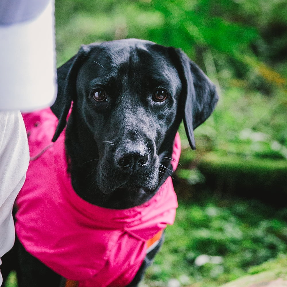Dog Coats Small Waterproof, Warm Outfit Clothes Dog Jackets Small, Adjustable Drawstring Warm And Cozy Dog Sport Vest (Rose Red, XL)