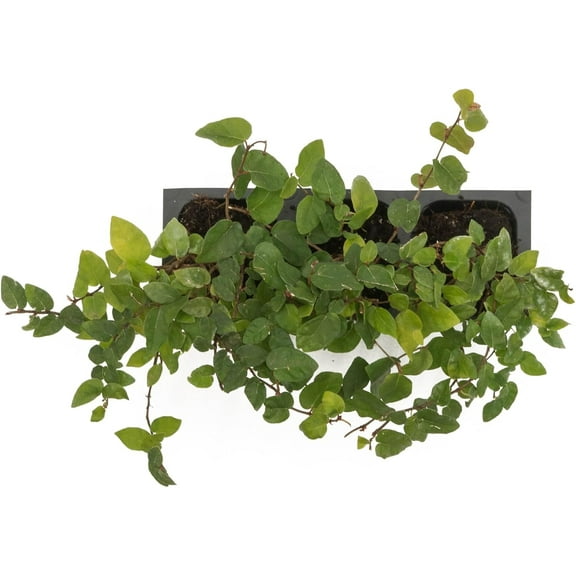 3 Ficus Repens Creeping Fig Live Plants – Starter Vines in 2.5” Nursery Cubes for Fast Coverage, Living Walls, Topiaries & Indoor/Outdoor Landscaping