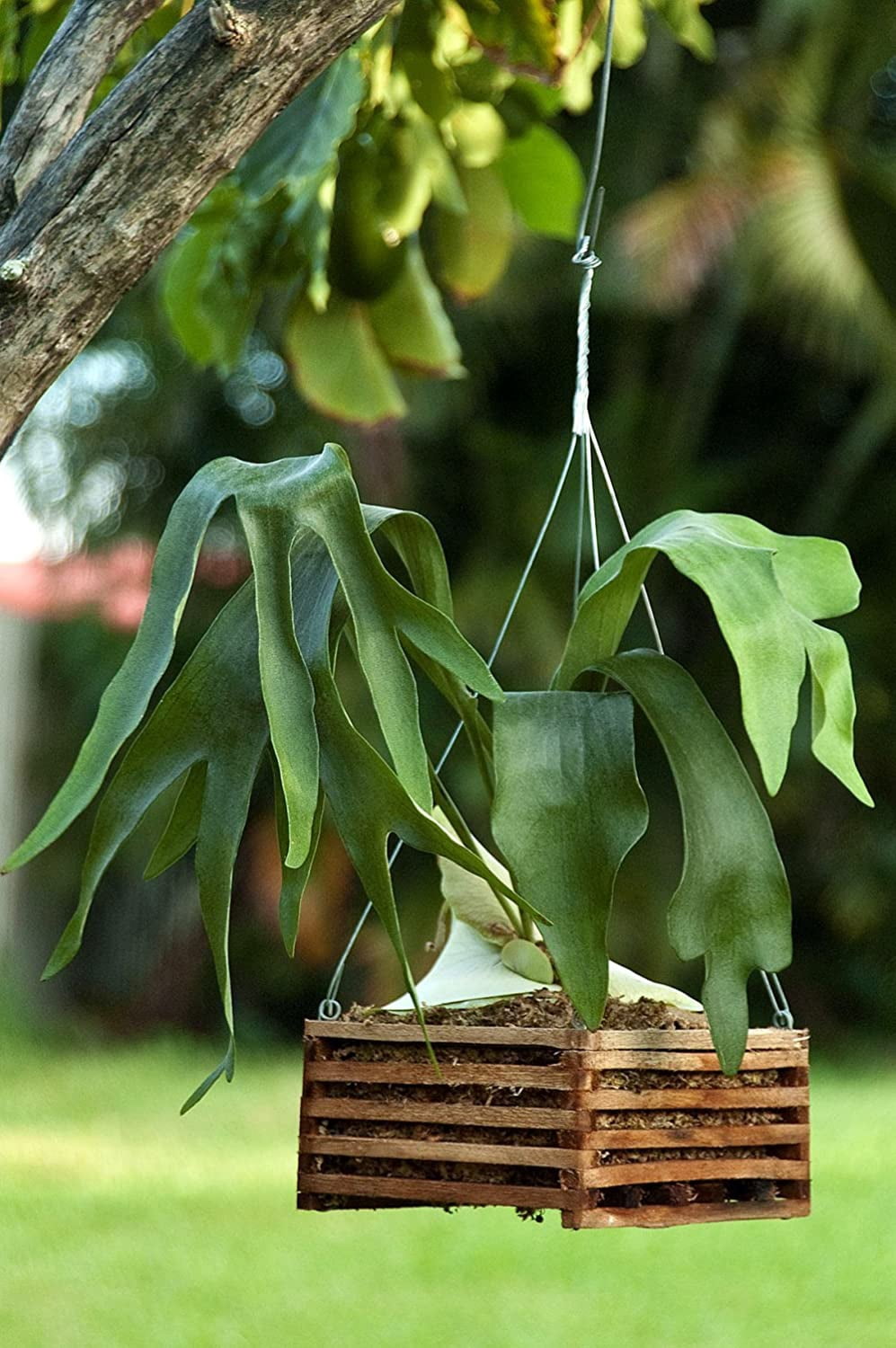 Better-gro 4" Cedar Slat Basket For Hanging Orchids