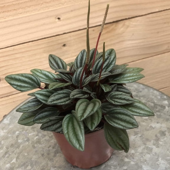 Peperomia San Marino, 4" Plant, The Plant Farm