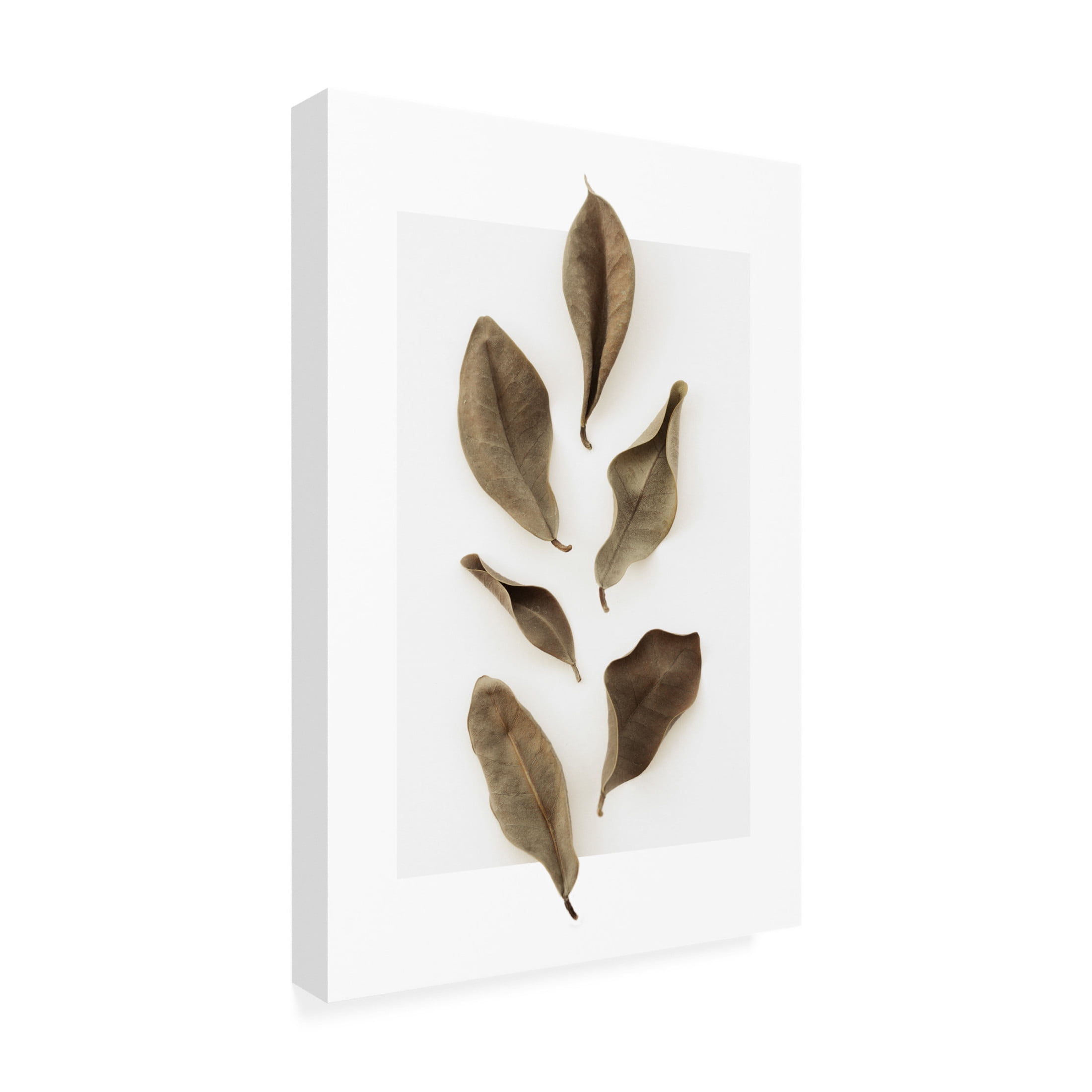 Trademark Fine Art Pictufy Studio Dried Leaves 1 Canvas Wall Art