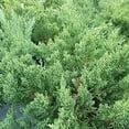 thumbnail image 4 of San Jose Juniper  3 Live Gallon Size Plants  Juniperus Chinensis  Bonsai Drought Tolerant Cold Hardy Evergreen Groundcover, 4 of 7