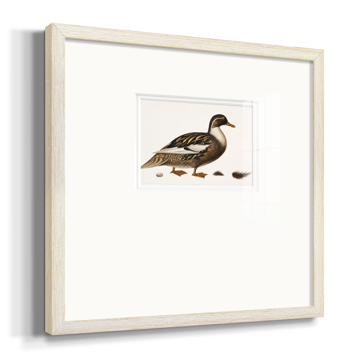 Golden MallardPremium Framed Print
