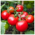 thumbnail image 4 of Everwilde Farms - 25 Organic Moneymaker Heirloom Tomato Seeds - Gold Vault Jumbo Bulk Seed Packet, 4 of 4