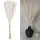 thumbnail image 4 of De Flores De Caña Secas Naturales Blancas, Hierba De Pampa, Fragmitas, Ramo De Flores Secas, Decoración Moderna Para El Hogar, Fiesta De Boda 15 Uds. sonducket HA042262-01, 4 of 6