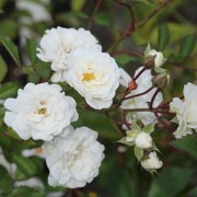 Heirloom Roses - Alba Meidiland® Landscape Rose Plant