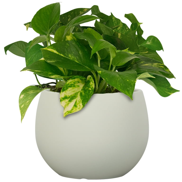 mustard spinach plant Tendergreen Mustard Spinach (Komatsuna), Packet (500 Seeds)