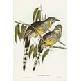 thumbnail image 2 of Gould, John 23x32 White Modern Wood Framed Museum Art Print Titled - Great Wattled Honey-eater-Anthochaera inauris, 2 of 4