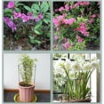 thumbnail image 5 of Soporte de borde para plantas de interior y exterior, estaca para plantas de jardín de 25 x 40 cm de ancho y alto, anillo de soporte de plantas de metal resistente a la intemperie para un crecimiento, 5 of 5