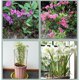 thumbnail image 5 of Garden Artistry: estacas de soporte para plantas de media caña, elegantes anillos de soporte para plantas de interior y exterior, duraderas, resistentes a la intemperie, a prueba de óxido, aspecto, 5 of 5