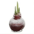 thumbnail image 2 of Snow Flecked Waxed Amaryllis Bulb - Christmas Red (2 Plants Per Pack) - Easy Care - No Watering Needed! Beautiful Holiday Decor, 2 of 5