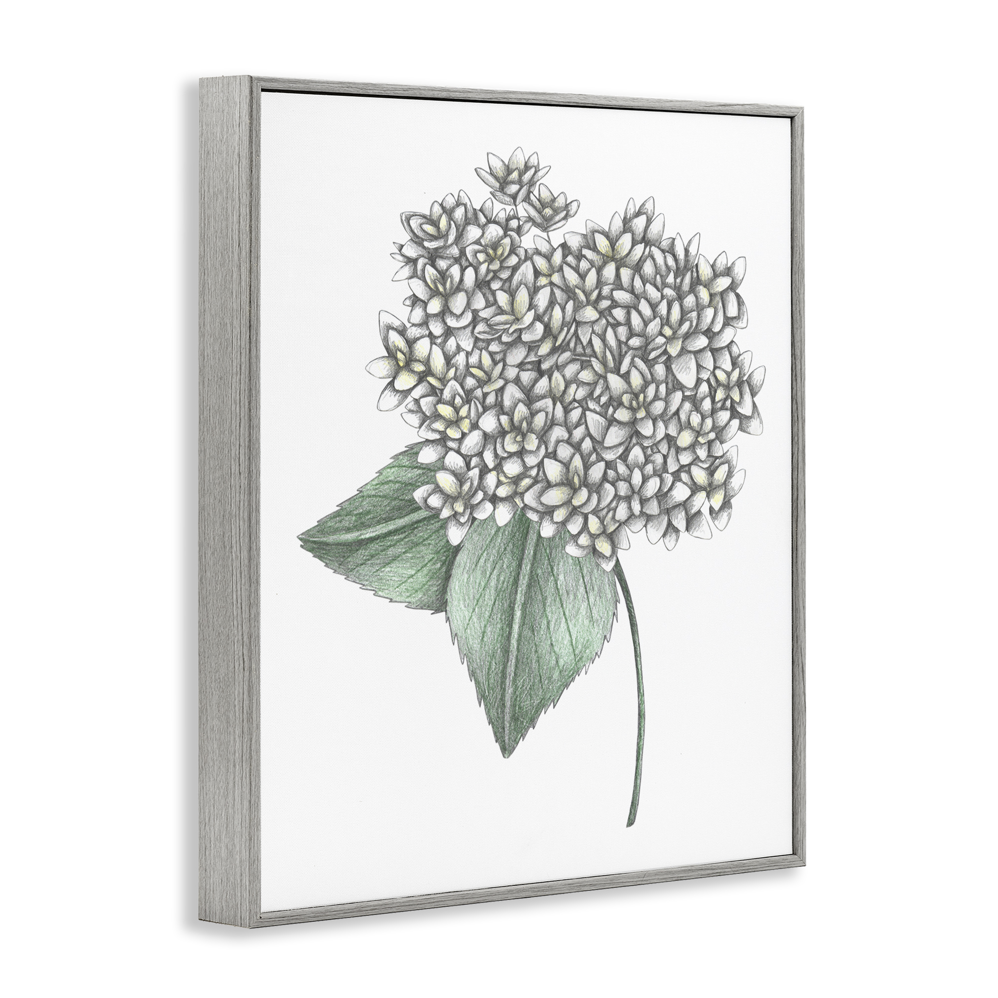 White Hydrangea Sketch Blossom Gray Framed Giclee Art, design by Cecilia Battaini