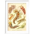 thumbnail image 2 of Art.com Nudibranch Gastropod Mollusks Art Print by Ernst Haeckel, White Frame Wall Art, 21" x 29", 2 of 5